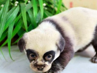 OS MAIS BELOS FILHOTES DE CACHORRO