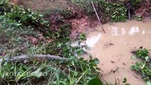 Wow! Amazing children and his brothers catch and cook water frog with bare hand in his village-J3-rg