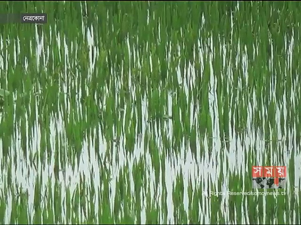 নেত্রকোনা, ভৈরবে পানির নিচে ৭০ হাজার হেক্টরের ফসলি জামি