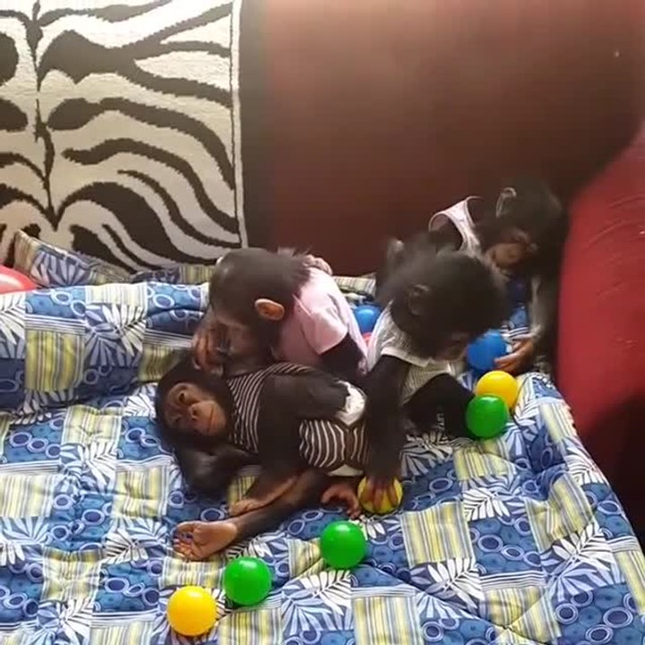 Baby chimps dressed like humans engage in precious playtime