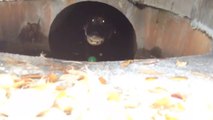 Cet homme découvre un alligator dans une bouche d'égout