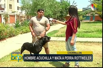 Chorrillos: denuncian que vecino acuchilló y mató a perra rottweiler