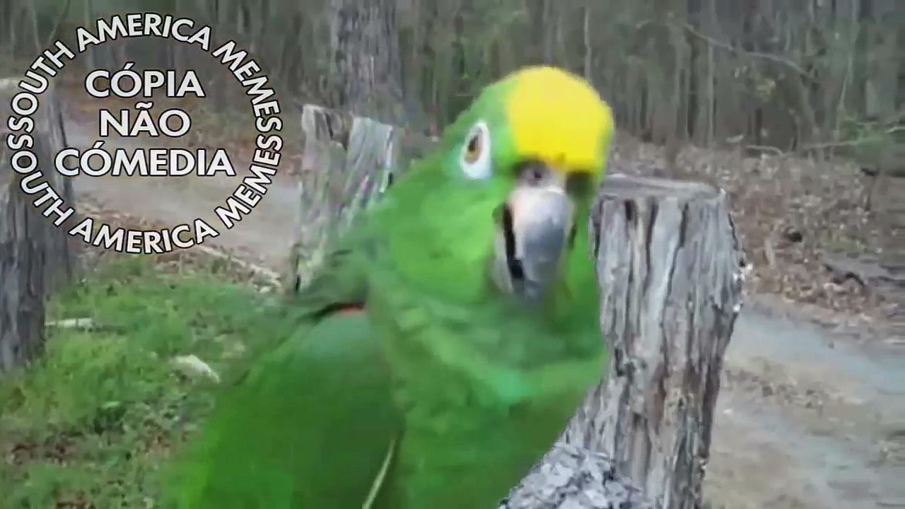 Malandramente