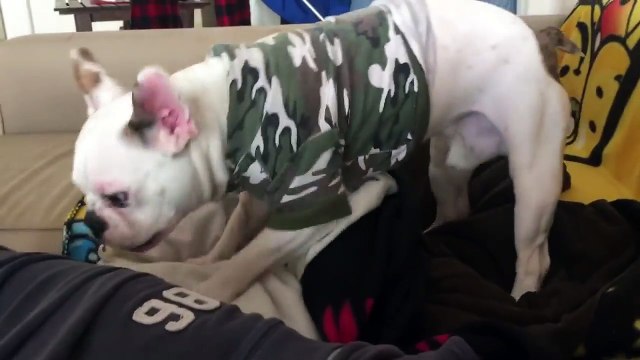 Un jouet rend fou un chien boulledogue