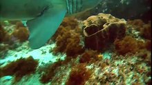 SEA LIONS ls for children. Kids videos. Kindergarten   Preschool learning