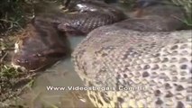 Giant Anaconda - Biggest Snake - Longest Snake - Largest snake - Giant Snake - Sucuri Gigante