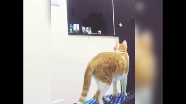 Solidarité entre chats... Ce que fait ce chat pour son chaton est juste incroyable