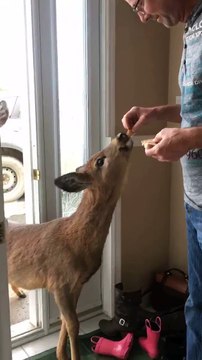 Quand des chevreuils cognent à ta porte pour manger