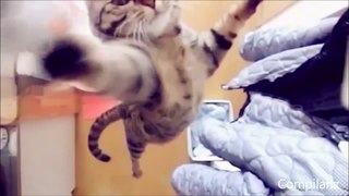 Funny Cats Compilation - Best Funny Cats Fails Compilation - Funny Animals #1