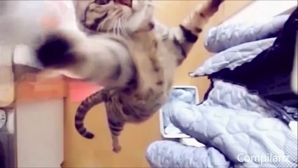 Funny Cats Compilation - Best Funny Cats Fails Compilation - Funny Animals #1