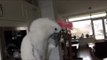 Cockatoo Frustrated by Feather Stuck on Her Head