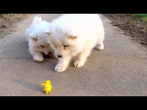 Wind-Up Toy Frog Scares the Life Out of Samoyed Puppies
