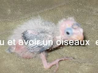 Carte Non au oiseaux non sevré