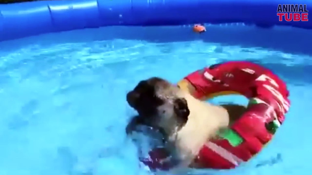 PUGS ARE AWESOME ★ FUNNY PUGS COMPILATION