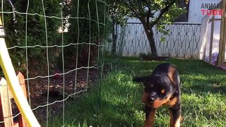 ROTTWEILERS ARE AWESOME ★ GREAT ROTTIES COMPILATION