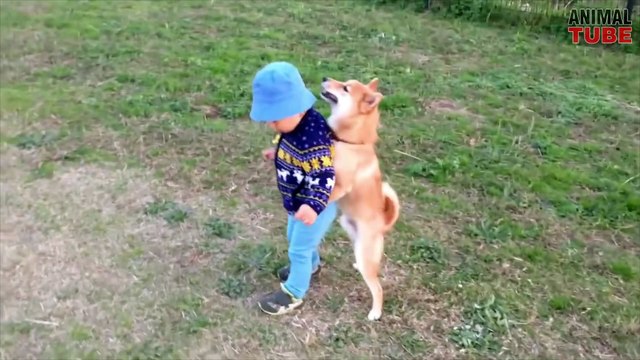 SHIBA INUS ARE AWESOME ★ CUTE SHIBA INU COMPILATION