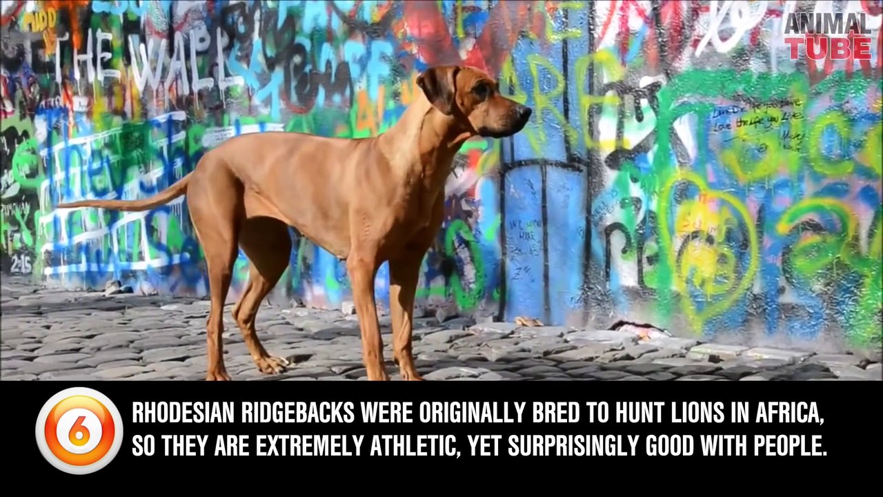 TOP 10 ACTIVE DOG BREEDS