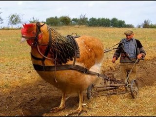 Giants Animals on the Earth