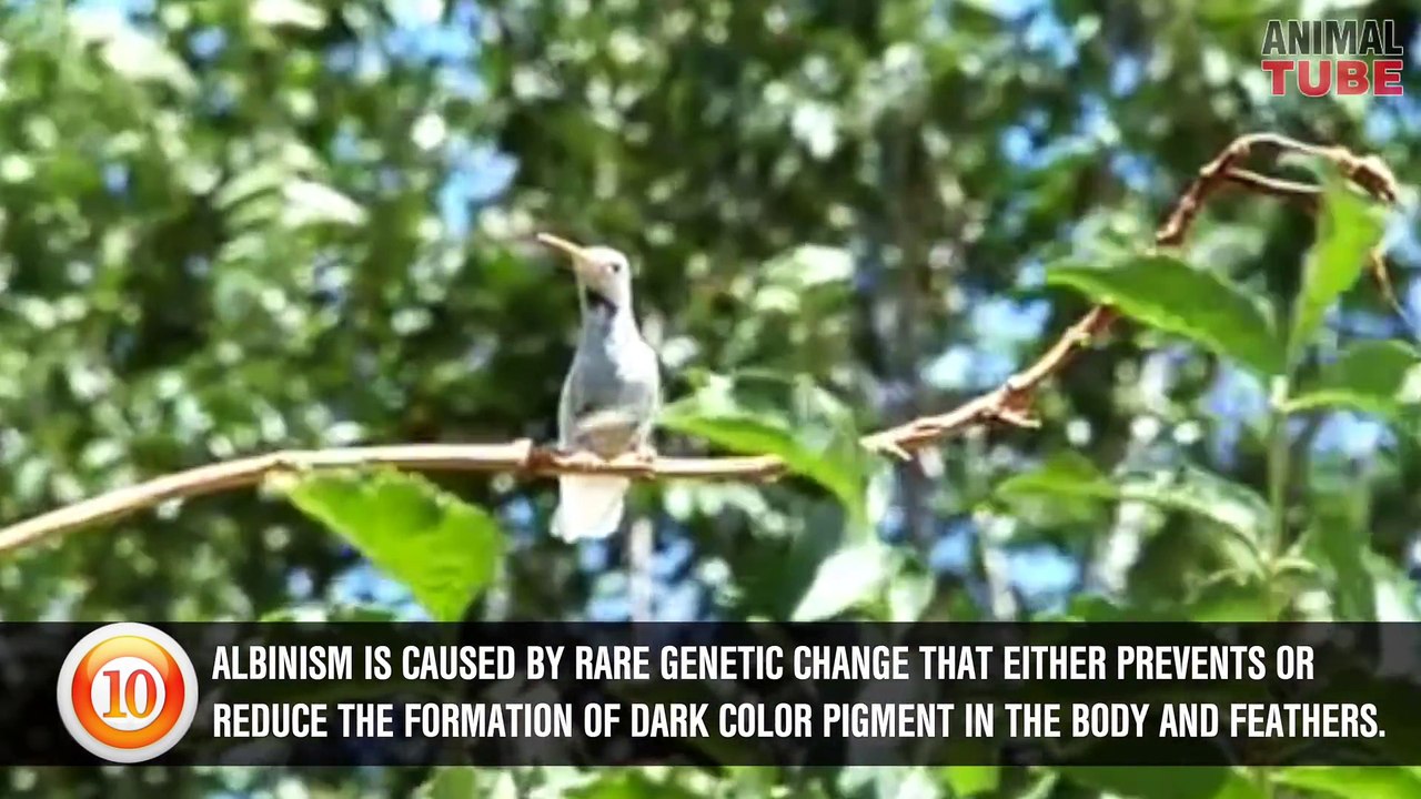 TOP 10 ALBINO ANIMALS