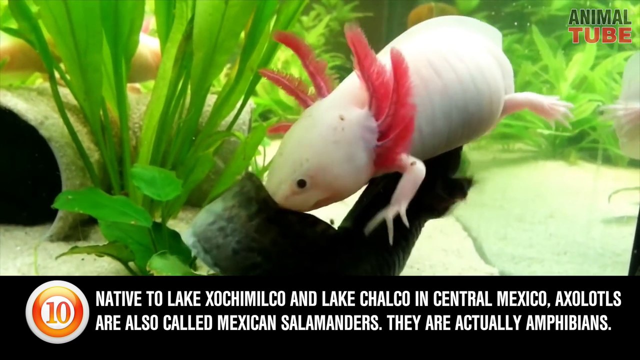 TOP 10 ALIEN LIKE ANIMALS