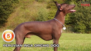 TOP 10 ANCIENT DOG BREEDS