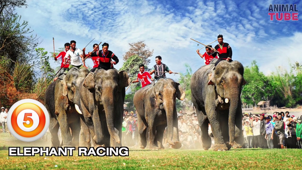 TOP 10 ANIMAL SPORTS - YouTube