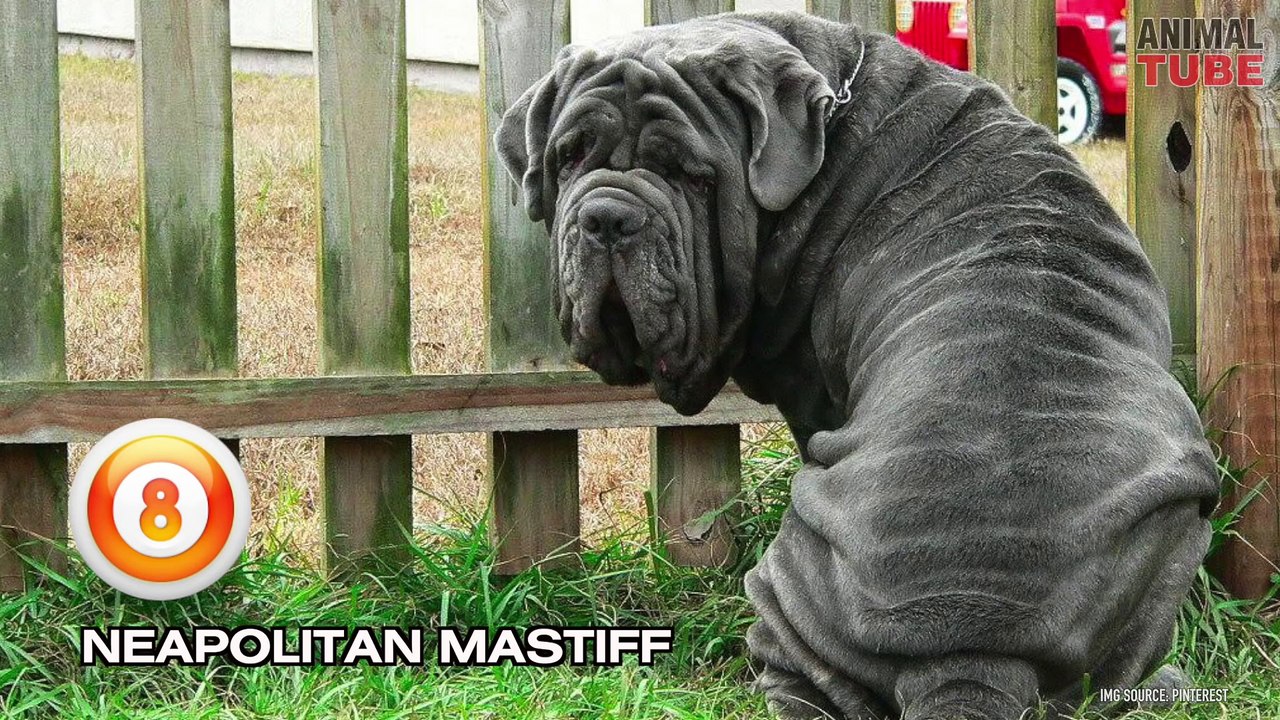 TOP 10 BANNED DOG BREEDS