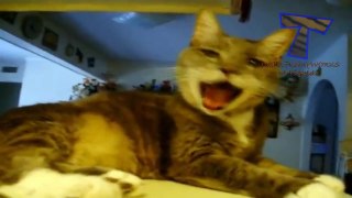 Cats acting like dogs - Funny and cute cat compilation