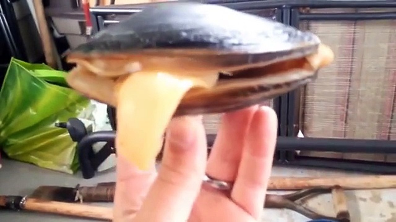 When a Live Clam Comes In Contact With Salt