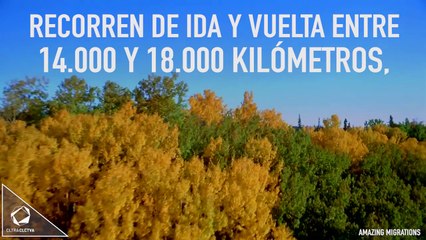 LA MIGRACIÓN DE LAS LIBÉLULAS