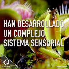 Inteligencia en las plantas