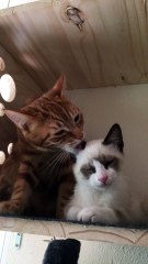 toilette de coconuts