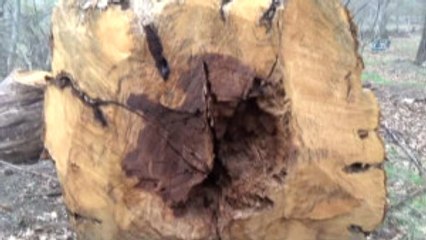 Asırlık Kestane Ağaçlarını Kesildi