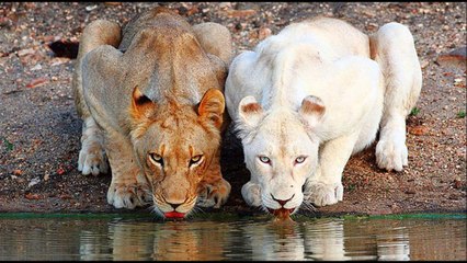 Albino Hastası Olan Hayvanlar Ve İlginç Renkleri