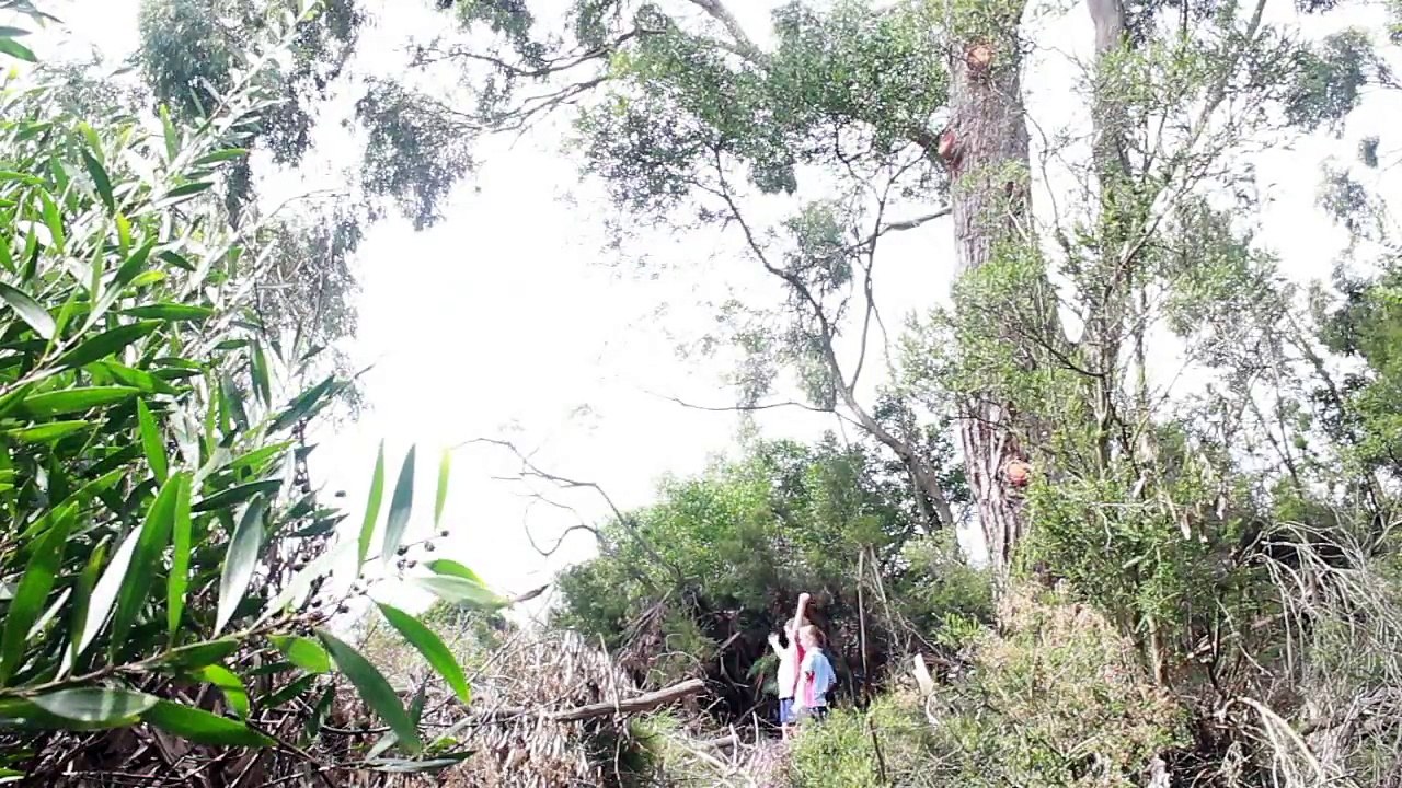 Growing Together - a Becoming Australian film by Circular Head Christian School Drama students http://BestDramaTv.Net