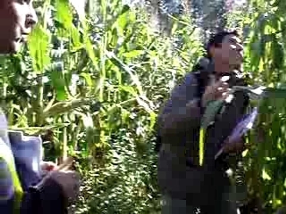 tire de grenade dans un champ de maïs