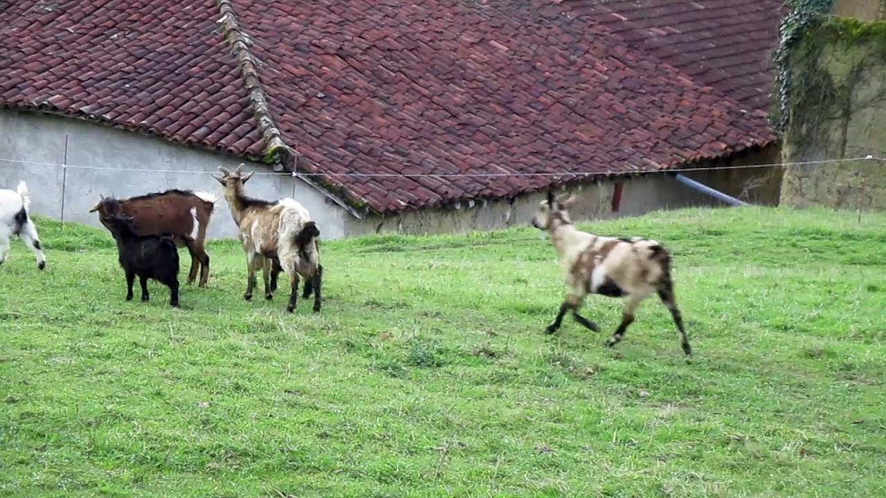 chevres naine et toy