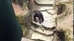It Got Grandma!: Chimp at Zoo Throws Poo in Grandma's Face!