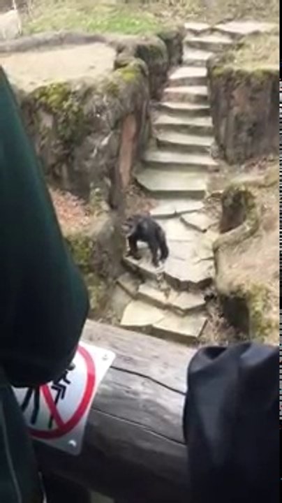 Monkey throws poop at Grandma