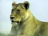 Crater Lions Of Ngorongoro: African Animals [Full Length Nature Documentary]