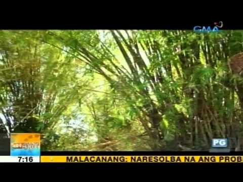 The many other uses of bamboo | Unang Hirit