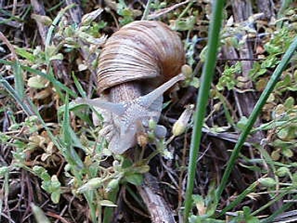 Schneckenfilm geile Schnecke