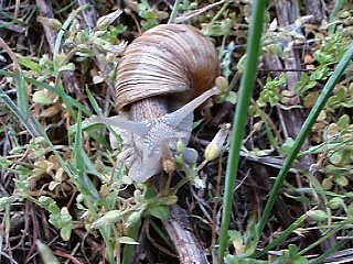 Schneckenfilm geile Schnecke