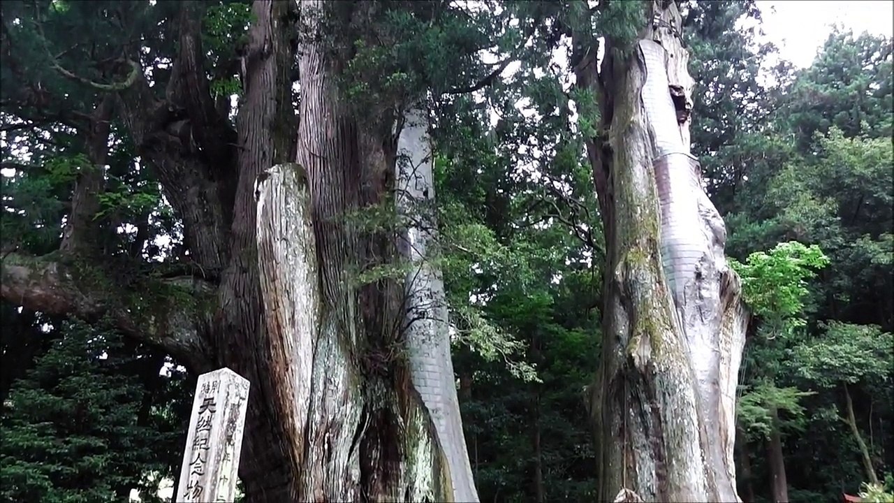 もみさんぽ100選（58） 美空ひばりと大杉【高知県長岡郡大豊町】（平成26年）