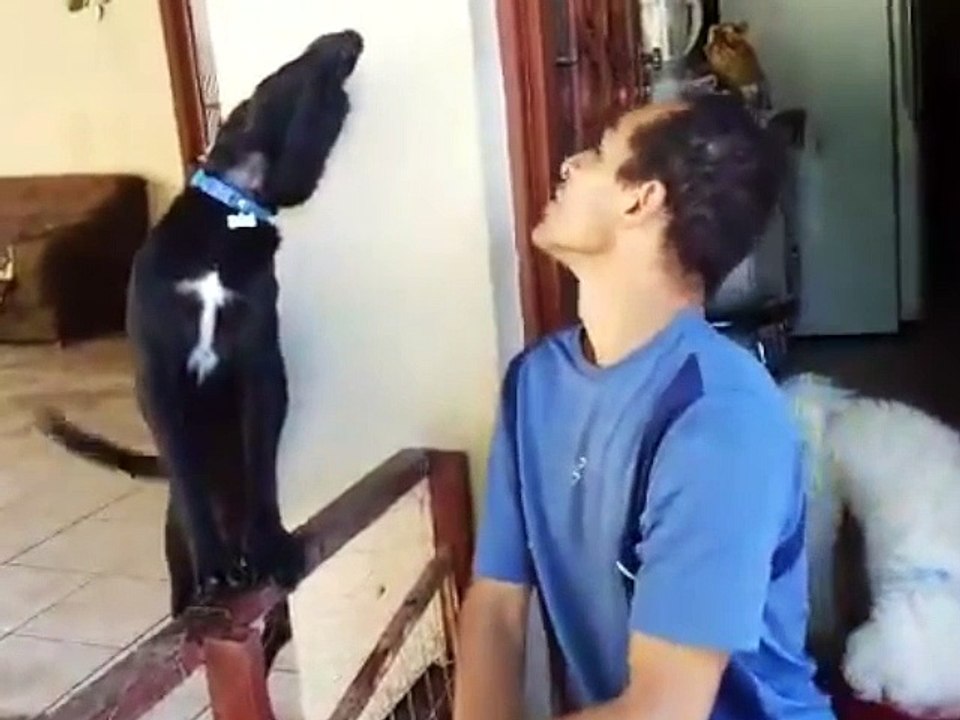 Ce chien fait tout pour se faire pardonner !