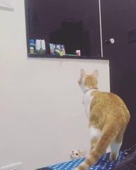 Un chaton souhaite attraper une petite balle et maman l'aide !