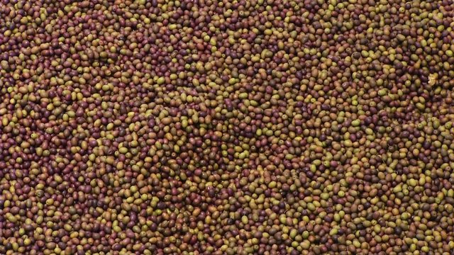 Arte: Atenas acolhe a Documenta 14 pela primeira vez fora da Alemanha