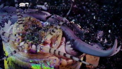 VERME BOBBIT CRIATURA CORTA PRESAS AO MEIO