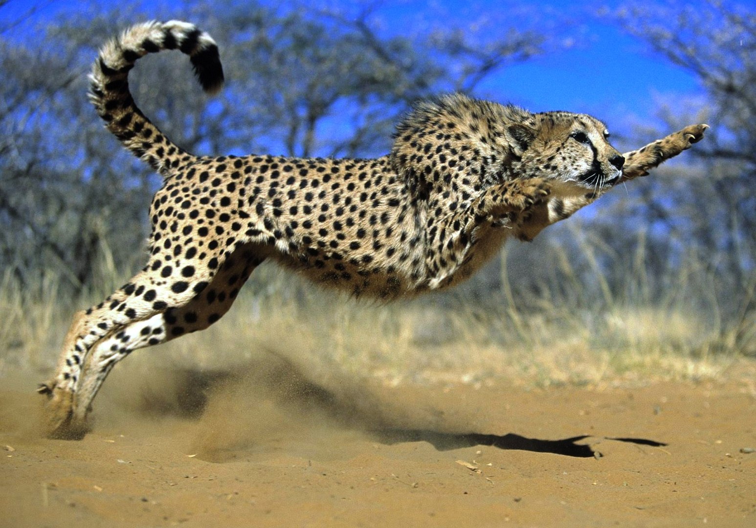LEOPARDO DE CATIVEIRO ATACANDO HOMEM