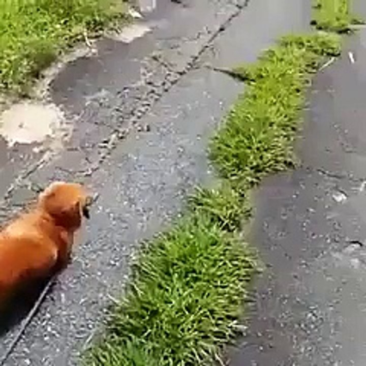 Dono finge desmaiar para ver a reação de seu cão